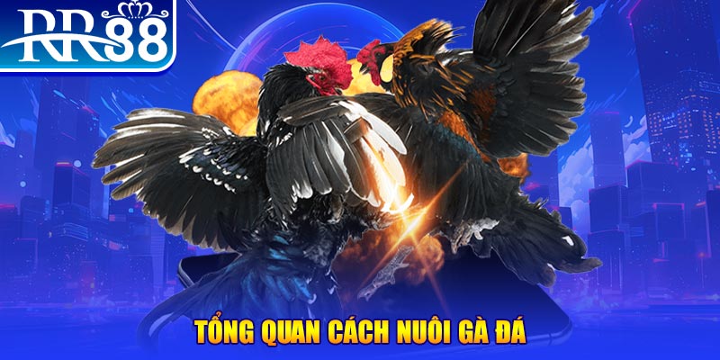 555win12 VA Điện Tử