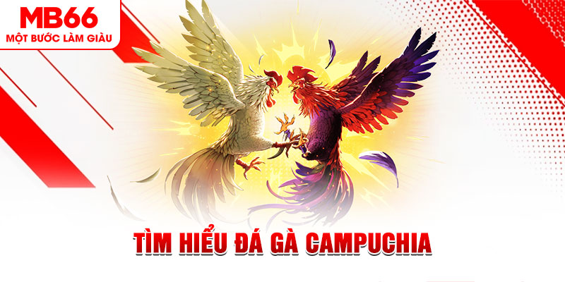 555win12 đá gà trực tiếp