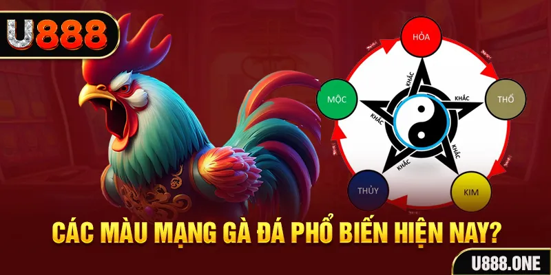 555win12 trực tiếp đá gà 88