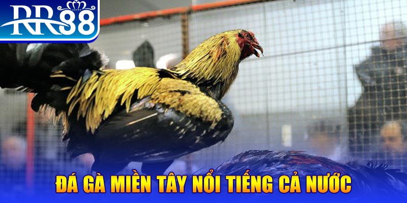 555win12 JILI Game Bài 3d