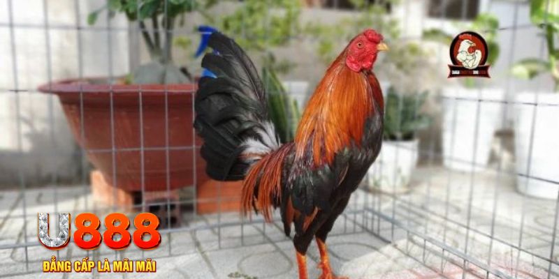 555win12 casino máy tính